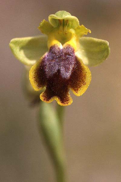 Ophrys praemelena \ Frühe Dunkellippige Ragwurz / Early Darklip Orchid, GR  Igoumenitsa 4.4.2009 (Photo: Helmut Presser)