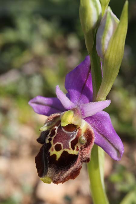 Ophrys calypsus var. pseudoapulica \ Apulica-Ähnliche Ragwurz / Apulica-Like Bee Orchid, GR  Kythira, Avlemonas 17.3.2014 (Photo: Jan & Liesbeth Essink)