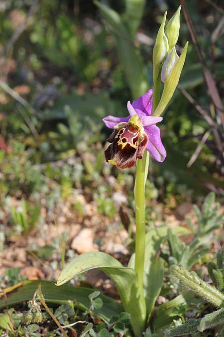 Ophrys calypsus var. pseudoapulica \ Apulica-Ähnliche Ragwurz / Apulica-Like Bee Orchid, GR  Kythira, Avlemonas 17.3.2014 (Photo: Jan & Liesbeth Essink)