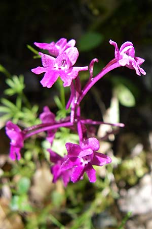 Orchis quadripunctata \ Vierpunkt-Knabenkraut / Four-spotted Orchid, GR  Zagoria, Vikos - Schlucht / Gorge 15.5.2008 