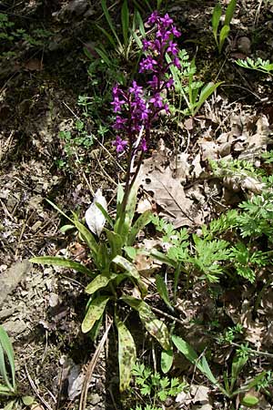 Orchis quadripunctata \ Vierpunkt-Knabenkraut / Four-spotted Orchid, GR  Zagoria, Negades 18.5.2008 