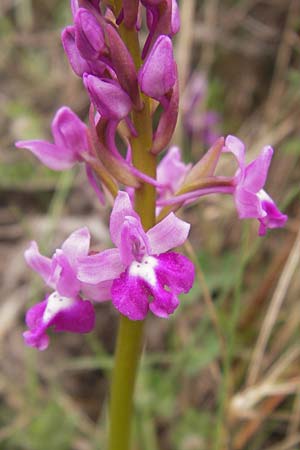 Orchis quadripunctata \ Vierpunkt-Knabenkraut / Four-spotted Orchid, GR  Peloponnes, Kremasti 31.3.2013 