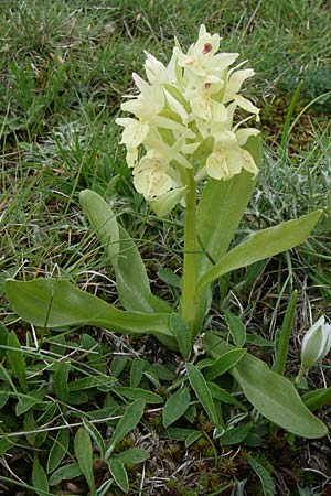 Dactylorhiza sambucina \ Holunder-Fingerwurz, Holunder-Knabenkraut, GR  Timfi 17.5.2008 