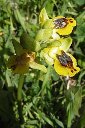 Ophrys sicula \ Kleine Gelbe Ragwurz / Sicilian Bee Orchid, GR  Peloponnes, Figalia 29.3.2013 