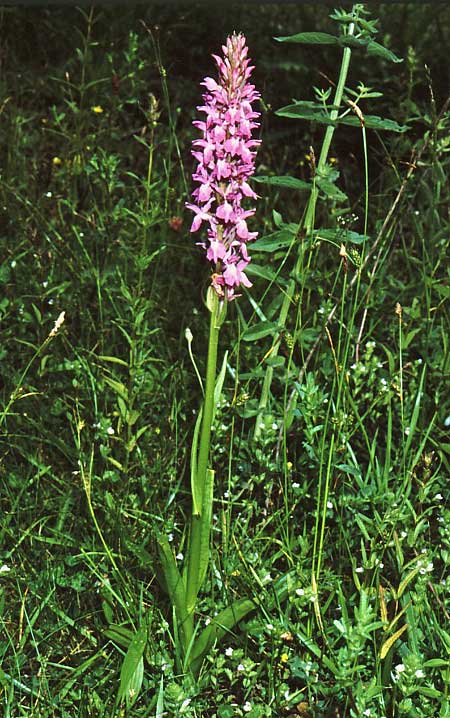 Dactylorhiza smolikana \ Smolikas-Fingerwurz, Smolikas-Knabenkraut / Smolikas Orchid, GR  Smolikas 20.6.1988 (Photo: Jan & Liesbeth Essink)