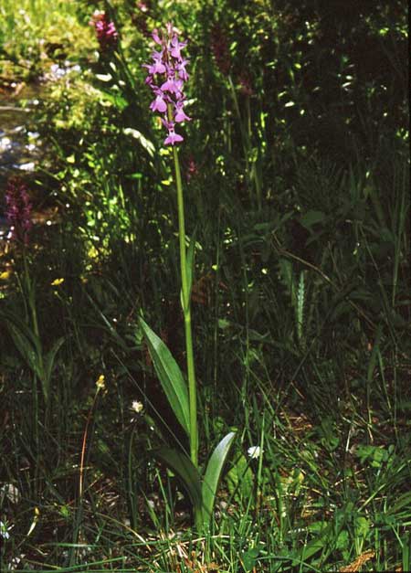 Dactylorhiza smolikana \ Smolikas-Fingerwurz, Smolikas-Knabenkraut / Smolikas Orchid, GR  Smolikas 8.6.1987 (Photo: Jan & Liesbeth Essink)