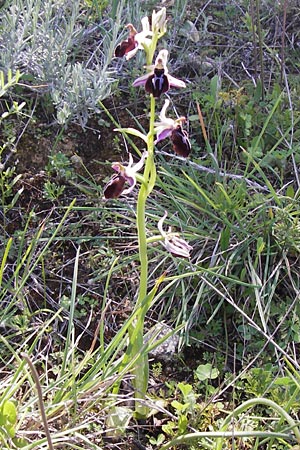 Ophrys spruneri \ Spruners Ragwurz / Spruner's Orchid, GR  Peloponnes, Gramousa 1.4.2013 