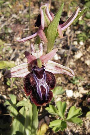 Ophrys spruneri / Spruner's Orchid, GR  Peloponnes, Gramousa 1.4.2013 