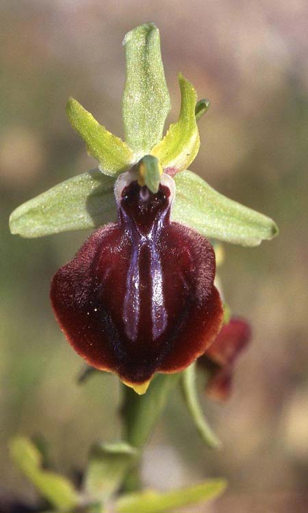 Ophrys taigetica \ Taigetos-Ragwurz / Taigetos Orchid, GR  Peloponnes, Taigetos 14.5.2008 (Photo: Helmut Presser)