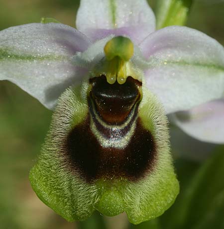 Ophrys ulyssea \ Odysseus-Ragwurz / Ulysses Bee Orchid, GR  Peloponnes, Lambokambos 31.3.2018 (Photo: Helmut Presser)