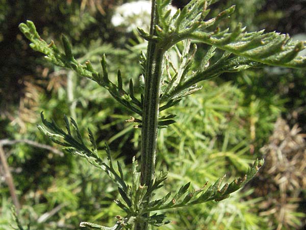 Achillea nobilis \ Edel-Schafgarbe / Showy Milfoil, Kroatien/Croatia Velebit 16.7.2007