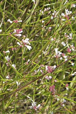 Asperula aristata subsp. scabra \ Grannen-Meister / Woodruff, Southern Squinancy Wort, Kroatien/Croatia Istrien/Istria, Labin 15.7.2007