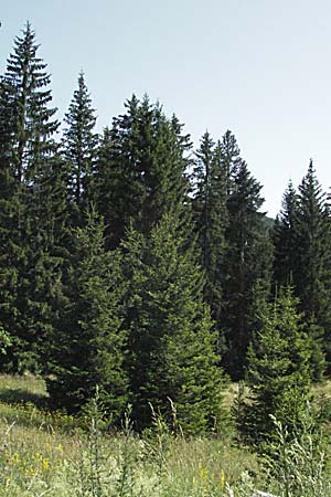 Picea abies / Norway Spruce, Croatia Velebit 17.7.2007