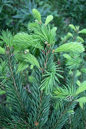 Picea abies \ Fichte, Rottanne, Kroatien Plitvička 31.5.2008