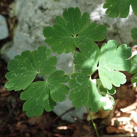 Aquilegia bertolonii \ Bertolonis Akelei / Bertoloni's Columbine, Kroatien/Croatia Risnjak 14.8.2016