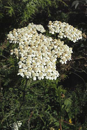 Achillea nobilis \ Edel-Schafgarbe / Showy Milfoil, Kroatien/Croatia Velebit 16.7.2007