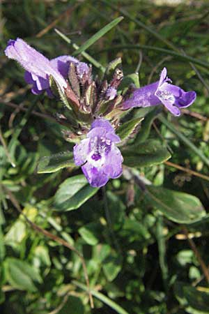 Clinopodium alpinum \ Alpen-Steinquendel, Alpen-Bergminze, Kroatien Velebit Zavizan 17.7.2007