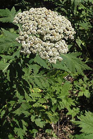 Tanacetum macrophyllum \ Groblttrige Wucherblume / Rayed Tansy, Kroatien/Croatia Gola Plješevica 18.7.2007