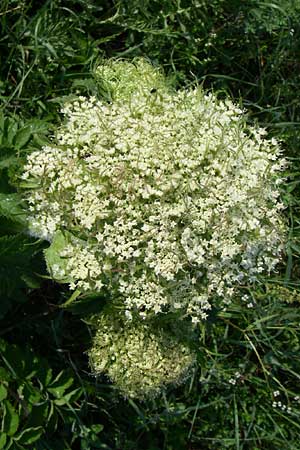 Laserpitium archangelica / Angelica Sermountain, Croatia Plitvička 2.6.2008