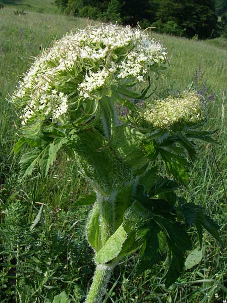 Laserpitium archangelica \ Engelwurz-Laserkraut / Angelica Sermountain, Kroatien/Croatia Plitvička 2.6.2008