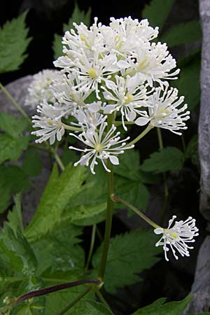 Actaea spicata \ Christophskraut, Kroatien Velebit Zavizan 4.6.2008