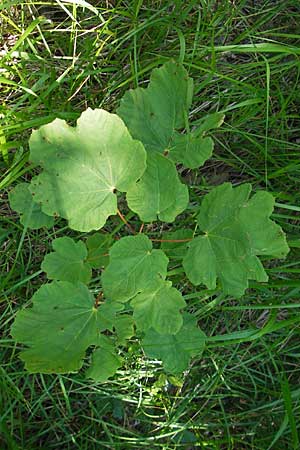 Acer obtusatum \ Schneeball-Ahorn, Kroatien Učka 28.6.2010