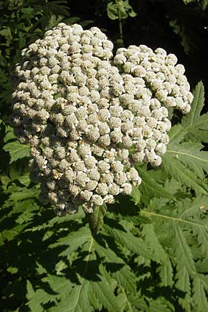 Tanacetum macrophyllum \ Groblttrige Wucherblume / Rayed Tansy, Kroatien/Croatia Medvednica 1.7.2010