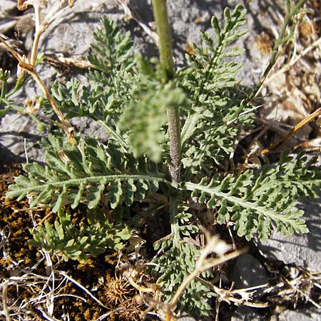 Achillea ligustica \ Ligurische Schafgarbe, Kroatien Sveti Juray 18.8.2016