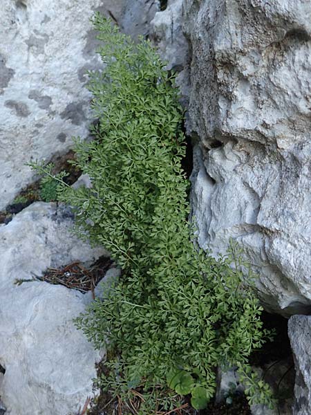 Asplenium fissum \ Zerschlitzter Streifenfarn / Cleft Spleenwort, Kroatien/Croatia Risnjak 14.8.2016