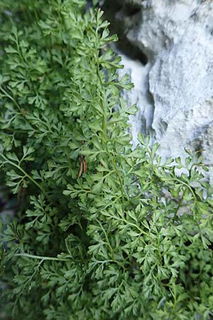 Asplenium fissum \ Zerschlitzter Streifenfarn / Cleft Spleenwort, Kroatien/Croatia Risnjak 14.8.2016