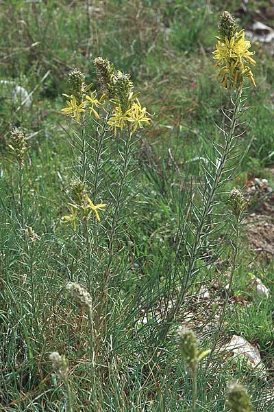 Asphodeline lutea \ Junkerlilie, Gelber Affodill / Yellow Asphodel, Kroatien/Croatia Šibenik 2.4.2006