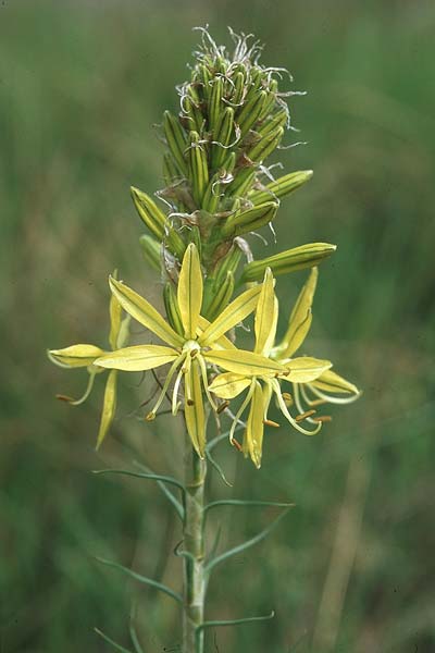 Asphodeline lutea \ Junkerlilie, Gelber Affodill, Kroatien Šibenik 2.4.2006