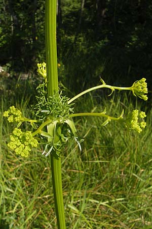 Ferulago campestris / Field Fennel, Croatia Učka, Veprinac 28.6.2010