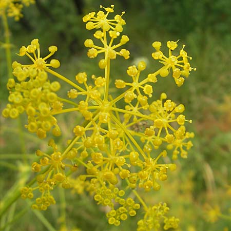 Ferulago campestris / Field Fennel, Croatia Učka, Veprinac 18.7.2010