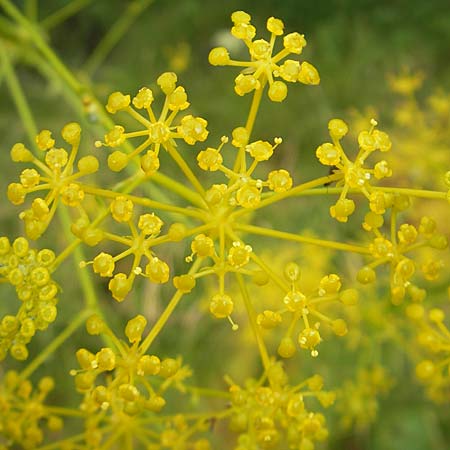 Ferulago campestris \ Knotenbltige Birkwurz / Field Fennel, Kroatien/Croatia Učka, Veprinac 18.7.2010