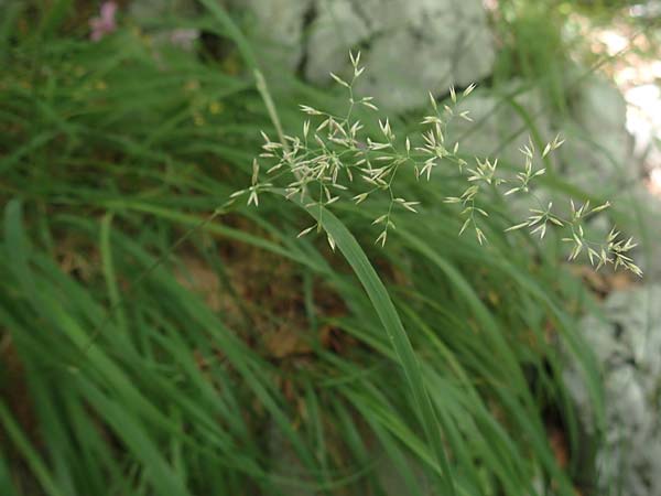 Agrostis stolonifera \ Weies Straugras, Kroatien Risnjak 14.8.2016