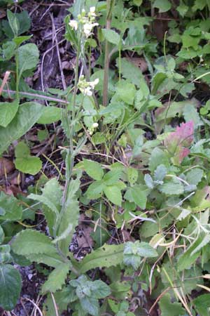 Arabis alpina subsp. caucasica \ Kaukasische Gnsekresse / Wall Rock-Cress, Kroatien/Croatia Plitvička 2.6.2008