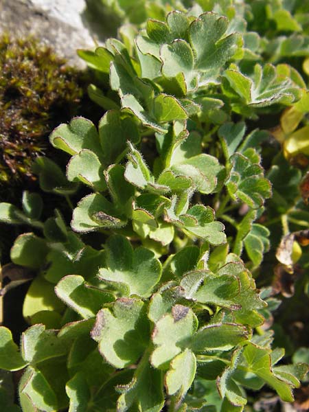 Aquilegia kitaibelii \ Kitaibels Akelei / Kitaibel's Columbine, Kroatien/Croatia Velebit Zavizan 19.8.2016