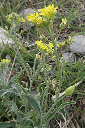 Aurinia sinuata \ Gewelltblttriges Steinkraut / Wavyleaf Alison, Kroatien/Croatia Senj 1.6.2006