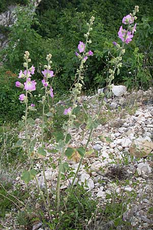 Alcea pallida \ Bleiche Stockrose, Balkan-Stockrose / Balkan Hollyhock, Kroatien/Croatia Visovac 2.6.2008