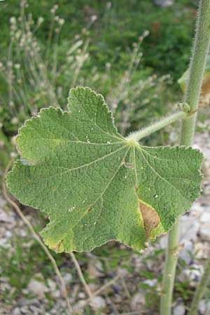 Alcea pallida \ Bleiche Stockrose, Balkan-Stockrose / Balkan Hollyhock, Kroatien/Croatia Visovac 2.6.2008