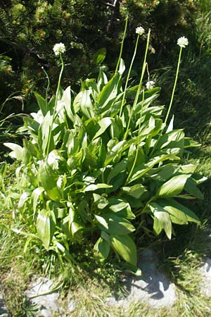 Allium victorialis \ Allermannsharnisch, Kroatien Velebit Zavizan 30.6.2010