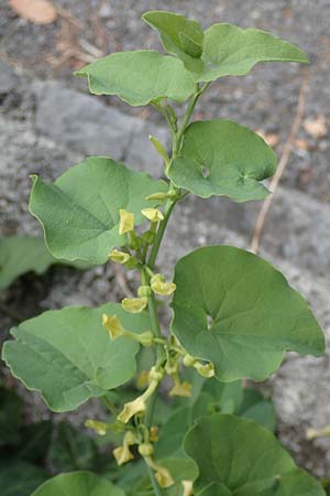 Aristolochia clematitis \ Echte Osterluzei, Kroatien Istrien, Ičići 17.8.2016