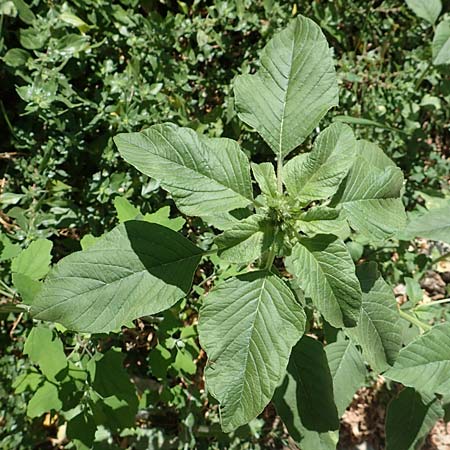 Amaranthus retroflexus \ Rauhaariger Amaranth, Kroatien Istrien, Motovun 11.8.2016