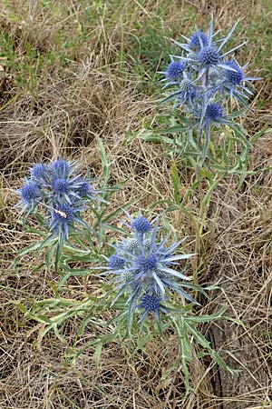Eryngium amethystinum \ Stahlblaue Mannstreu / Italian Eryngo, Kroatien/Croatia Istrien/Istria, Labin 17.8.2016