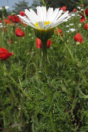 Anthemis altissima \ Hohe Hundskamille / Tall Chamomile, Kroatien/Croatia Istrien/Istria, Poreč 26.5.2006