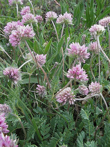 Anthyllis montana \ Berg-Wundklee / Mountain Kidney Vetch, Kroatien/Croatia Velebit Oltare 31.5.2006