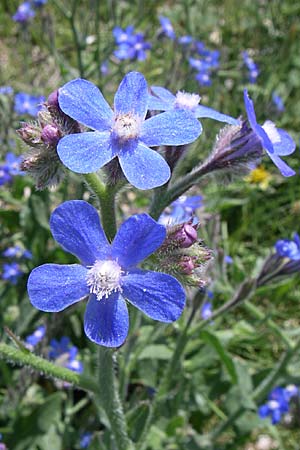 Anchusa azurea \ Italienische Ochsenzunge, Kroatien Knin 2.6.2008