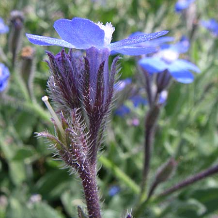 Anchusa azurea \ Italienische Ochsenzunge / Italian Bugloss, Kroatien/Croatia Knin 2.6.2008