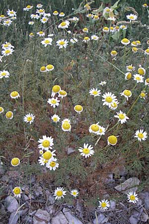 Anthemis arvensis ? \ Acker-Hundskamille / Corn Chamomile, Kroatien/Croatia Šibenik 2.6.2008